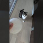 無邪気に遊ぶ14歳の猫🐱 – A 14-years-old cat playing so fun – #shorts #cat