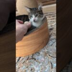 猫玉2つ🐱 – A cat and two balls – #shorts #cat