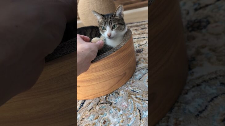 猫玉2つ🐱 – A cat and two balls – #shorts #cat