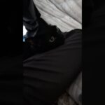 隠れる黒猫🐱 – A black cat hiding – #shorts #cat