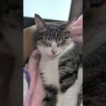 寝てた？猫🐱 – A cat feels sleepy – #shorts #cat