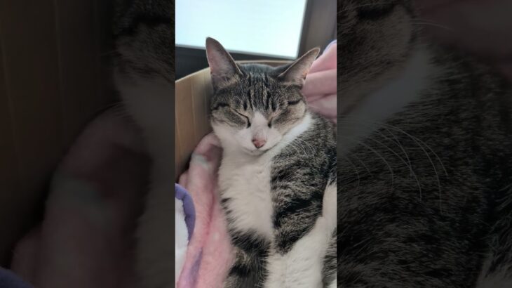 寝てた？猫🐱 – A cat feels sleepy – #shorts #cat