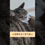 部屋を広く使う猫🐱 – A cat is in a room – #shorts #cat