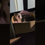 昼寝から覚めた猫🐱 – A cat just woke up – #shorts #cat