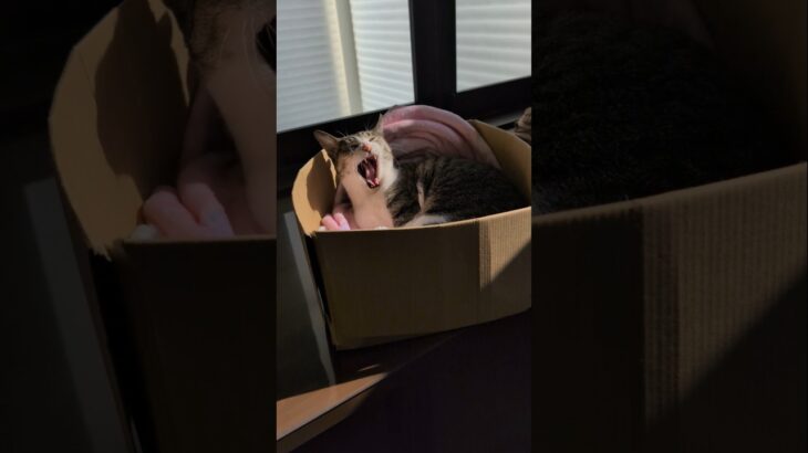 昼寝から覚めた猫🐱 – A cat just woke up – #shorts #cat