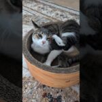 寝起きのキジ猫🐱 – A cat just woke up – #shorts #cat