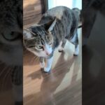 起きたキジ猫🐱 – A cat – #shorts #cat