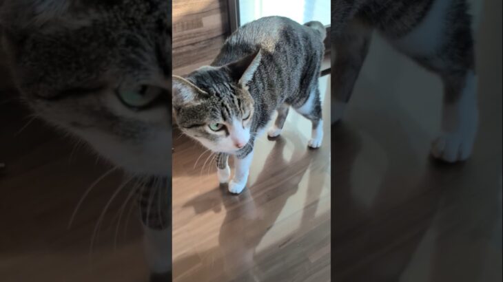 起きたキジ猫🐱 – A cat – #shorts #cat