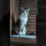 隅にいる猫🐱 – A cat stays at the corner – #shorts #cat