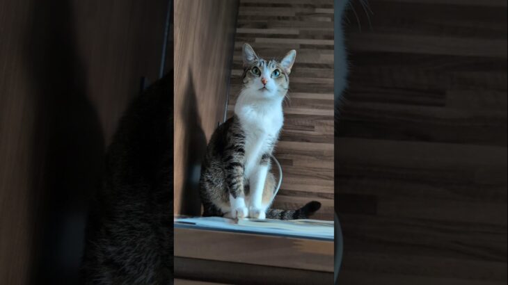 隅にいる猫🐱 – A cat stays at the corner – #shorts #cat