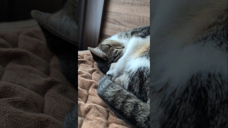 お顔ぎゅーっとする猫🐱 – A cat stretching – #shorts #cat