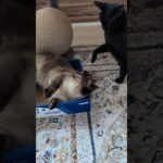 背後から攻撃を受けた猫🐱 – A cat was attacked in the back – #shorts #cat