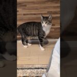 尻尾ブンブンキジ猫🐱 – A cat wiggling her tail – #shorts #cat