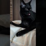 舌出た黒猫🐱 – Cats Tongue – #shorts #cat