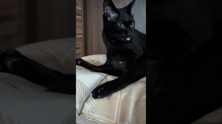舌出た黒猫🐱 – Cats Tongue – #shorts #cat