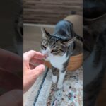 スタートする猫🐱 – Cats get started – #shorts #cat