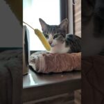 びっくり顔のキジ猫🐱 – Cats got surprised – #shorts #cat