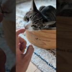 指好きキジ猫🐱 – Cats like my hands – #shorts #cat