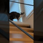 入る猫の瞬間🐱 – Cats move so fast – #shorts #cat