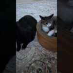 警戒していた猫🐱 – Cats stay alert to her surrounding – #shorts #cat