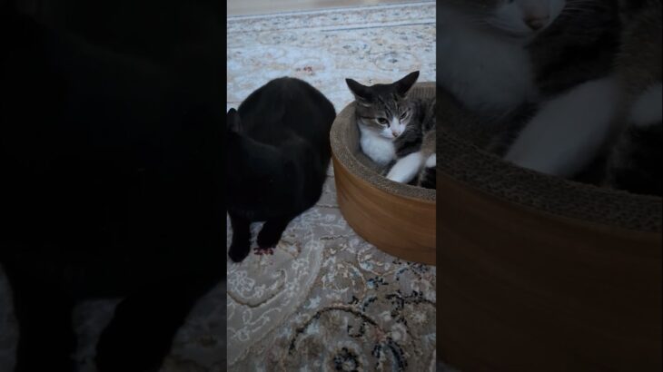 警戒していた猫🐱 – Cats stay alert to her surrounding – #shorts #cat