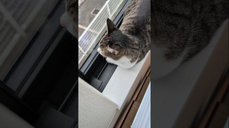 まったりするキジ猫🐱 – My cat feels so good – #shorts #cat