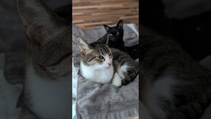 仲良くいる猫🐱 – Two cats are good friends – #shorts #cat