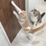 怪我してた猫を家に連れて帰ってきたら鳴き声を聞いた先住猫たちがこうなっちゃいました…