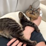 虐められて怪我してた猫を家に連れて帰ったら懐かれすぎて一日中こうなってました…