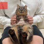 【ご報告】我が家の新入り猫について。