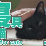 猫と寝具選び