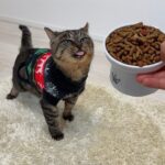 怪我してた猫を連れて帰って好きなだけご飯を食べさせてあげたら嬉しくてこうなっちゃいました…