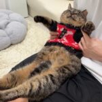 ボス猫にイジメられて怪我した猫に服を着せてあげたら大喜びで可愛すぎました笑