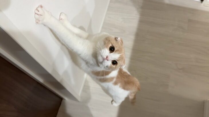 夜中に猫が必死で何か訴えてくるのでついて行ったら保護した新入り猫が部屋の中でこうなってました…