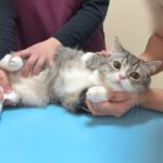 病院の注射が大嫌いな猫が診察台で震えてこうなっちゃいました…