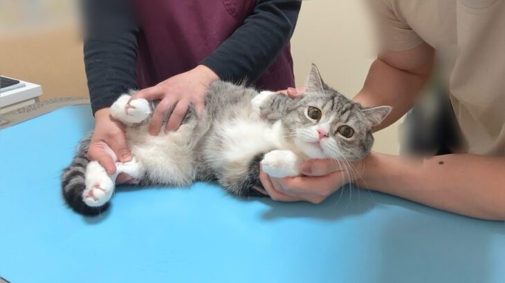 病院の注射が大嫌いな猫が診察台で震えてこうなっちゃいました…
