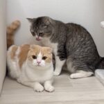 兄の毛繕いが下手すぎて長年不満を抱えてた猫がついにこうなっちゃいました…笑