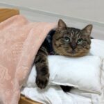 拾ってきた野良猫に初めて布団をプレゼントしたら安心し切ってこうなっちゃいました…