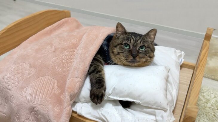 拾ってきた野良猫に初めて布団をプレゼントしたら安心し切ってこうなっちゃいました…