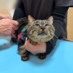 保護した猫を病院に連れて行ったら看護師さんに懐きずきてまさかのこうなっちゃってました…笑
