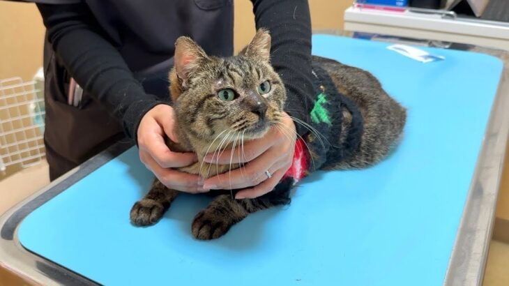 イジメられて怪我してた猫の手術と里親探しについて。