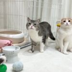 我が家に新入り猫が来ることになりました。