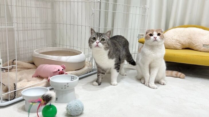 我が家に新入り猫が来ることになりました。