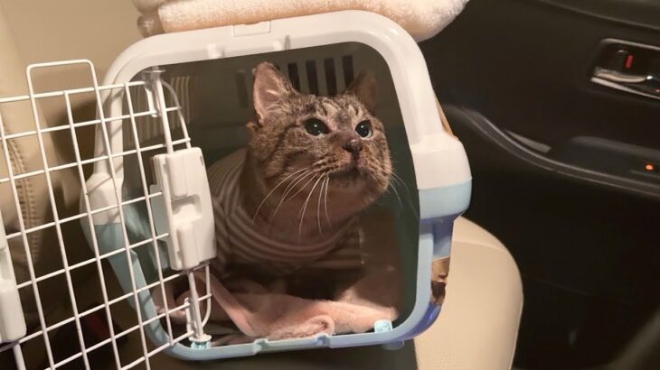 保護した猫の体調が急変したので夜中に病院に連れて行きました。