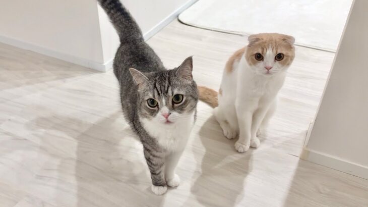 夜中に保護猫を病院に連れて行ったらお留守番組が寂しくてこうなっちゃいました…