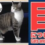 猫と目について