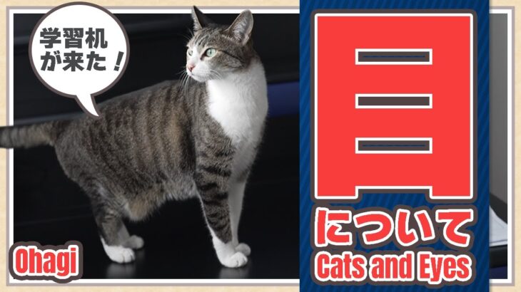 猫と目について
