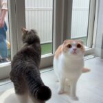 見知らぬ猫が自分の庭でお散歩してるのを目撃した猫たちがこうなっちゃいました…