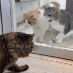 新入り猫と先住猫が思わぬ形で初対面したらまさかのこうなっちゃいました…