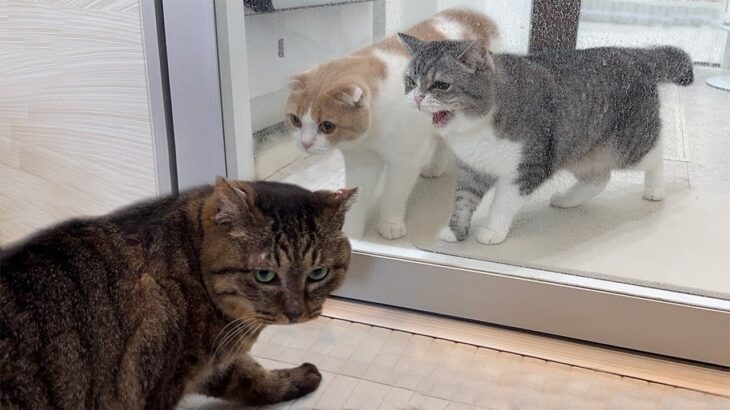 新入り猫と先住猫が思わぬ形で初対面したらまさかのこうなっちゃいました…